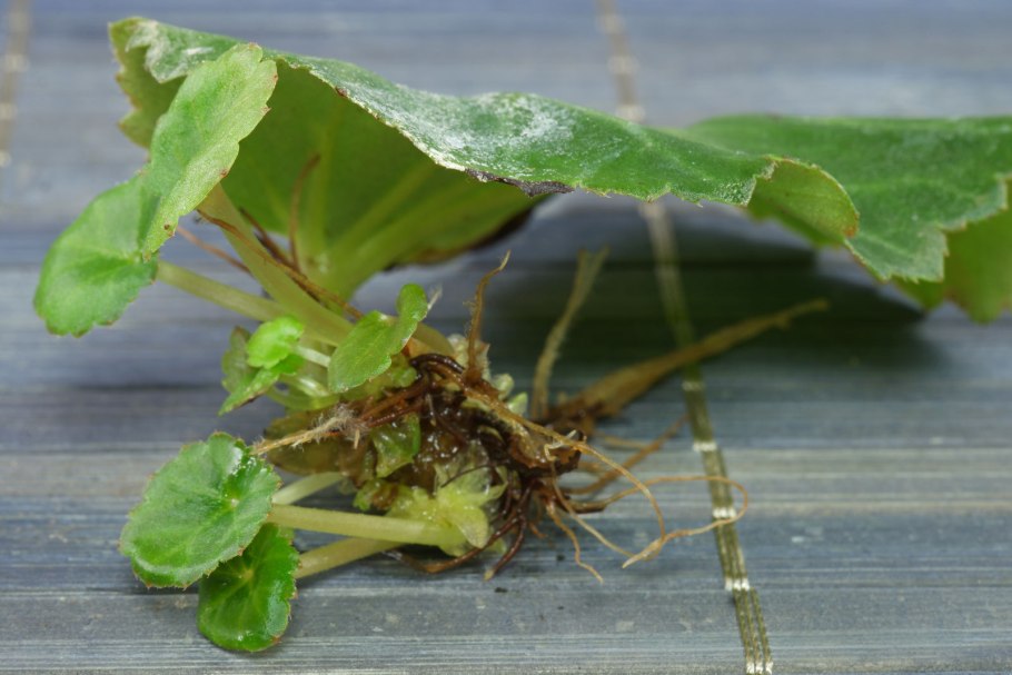 Бегония коралловая размножение черенками
