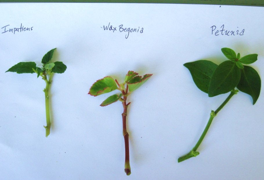 Черенки жимолости