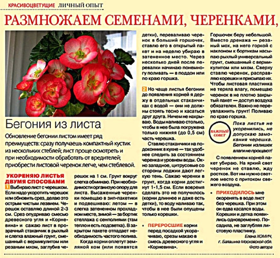 Бегония вечноцветущая рассада