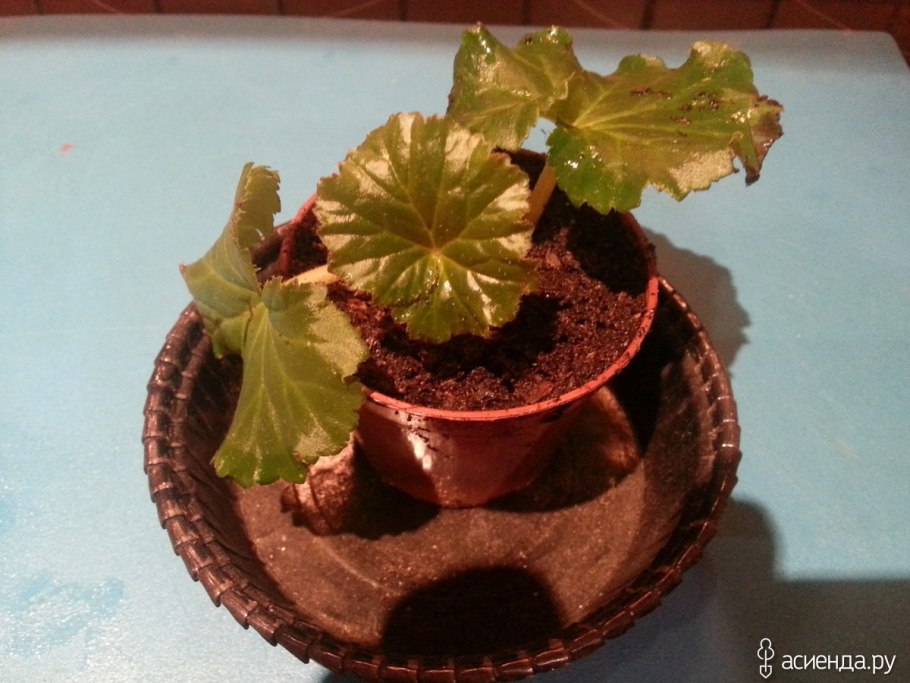 Бегония Бауэра размножение