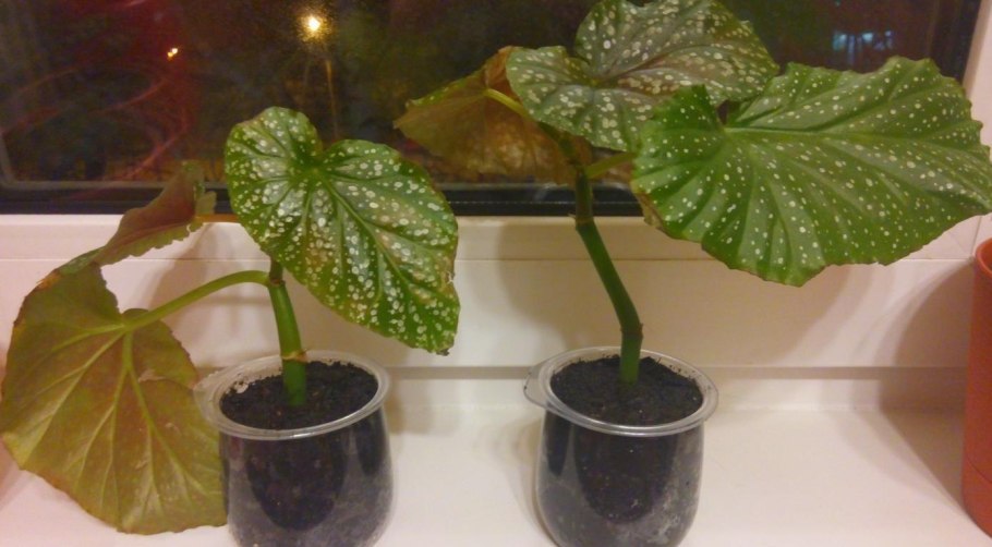 Вегетативное размножение выводковыми почками картинка