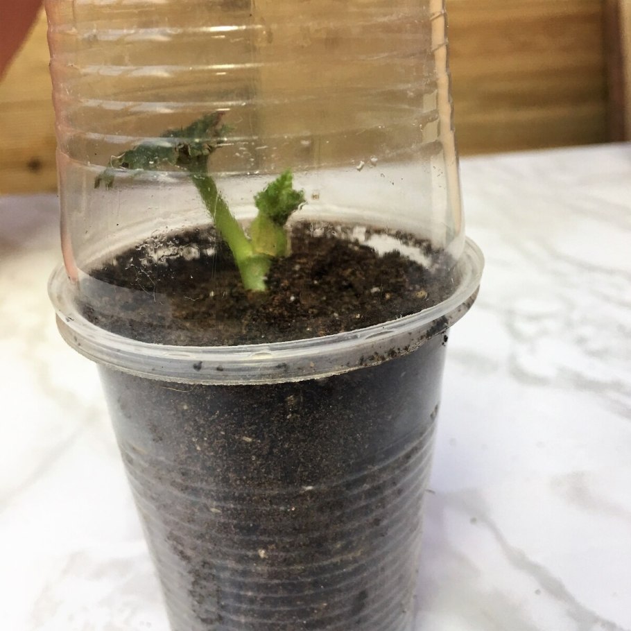 Вегетативное размножение комнатных растений сенполия