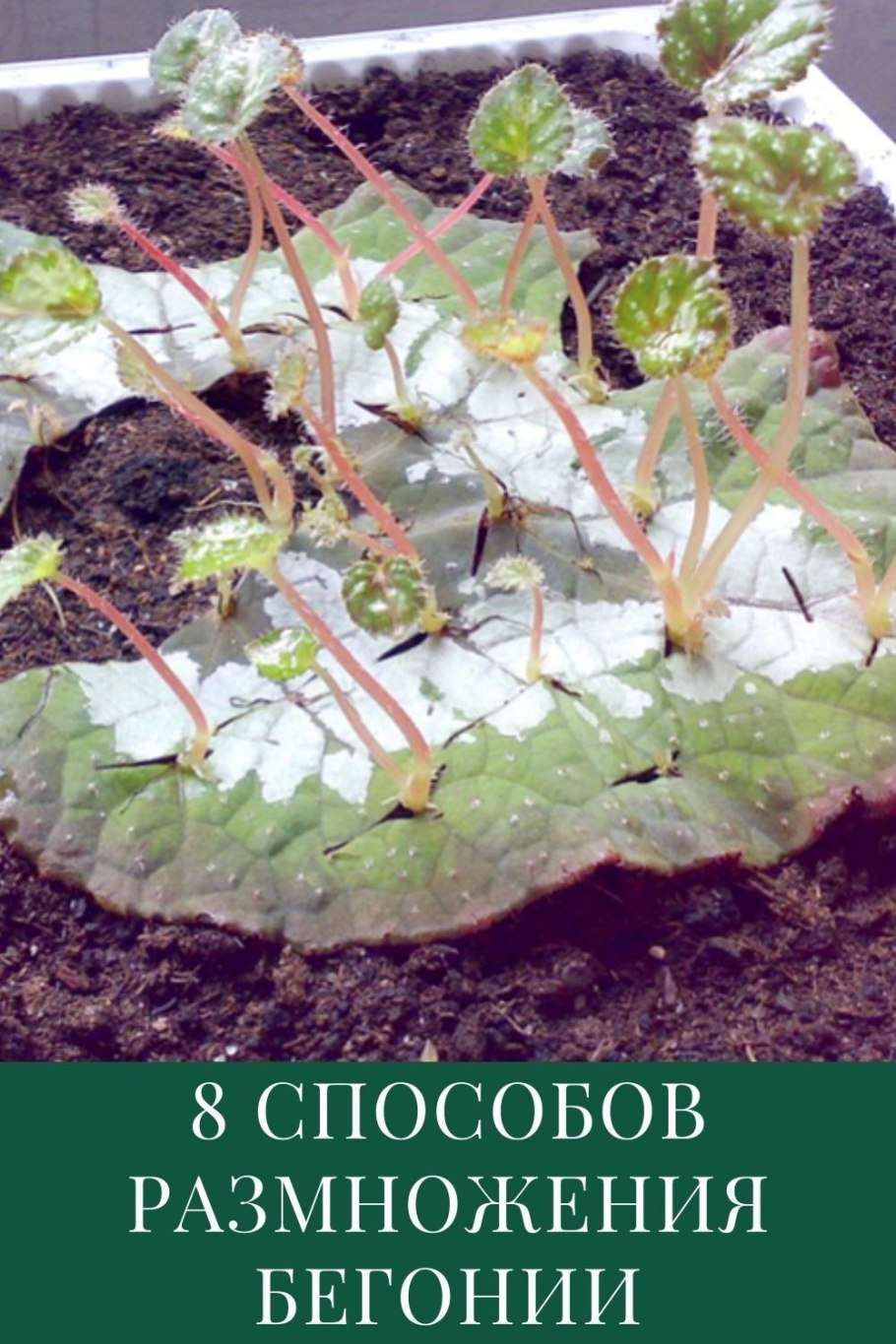 Черенок бегонии Элатиор