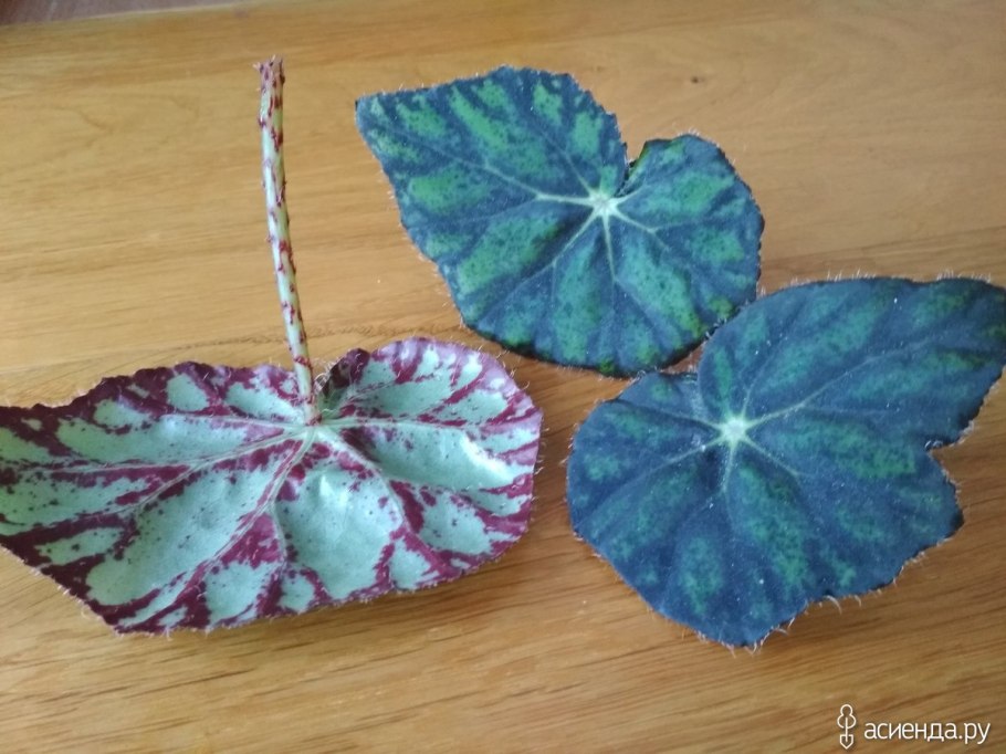 Бегония лист