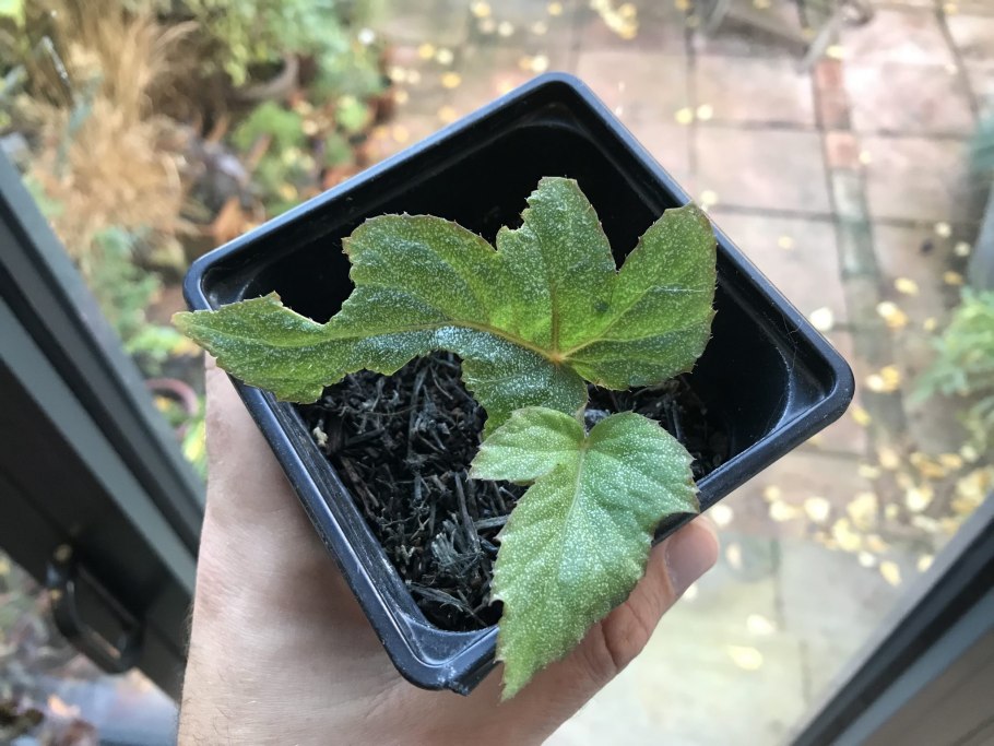 Лист бегонии с корешками