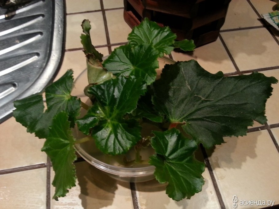 Размножение отростками