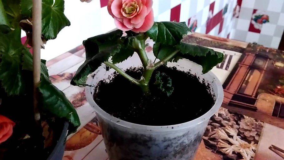 Бегония черенкование