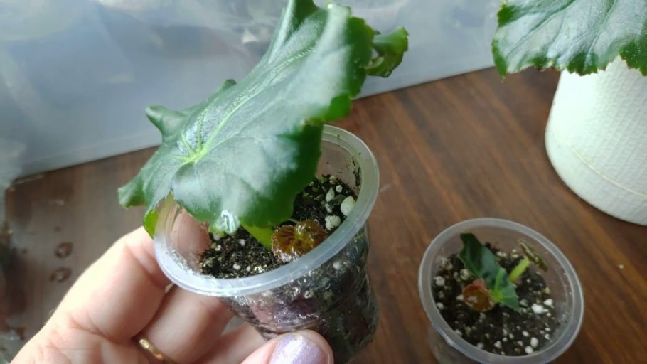 Укореняем цветонос бегонии