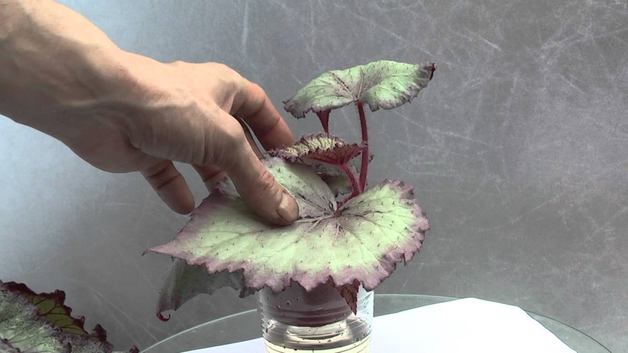 Паспорт комнатных растений бегония рекс