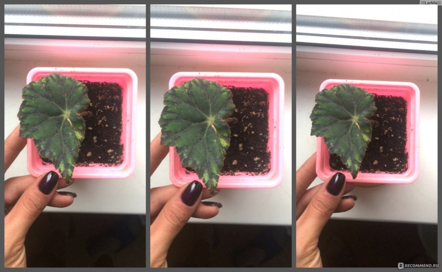 Бегония коралловая стебель