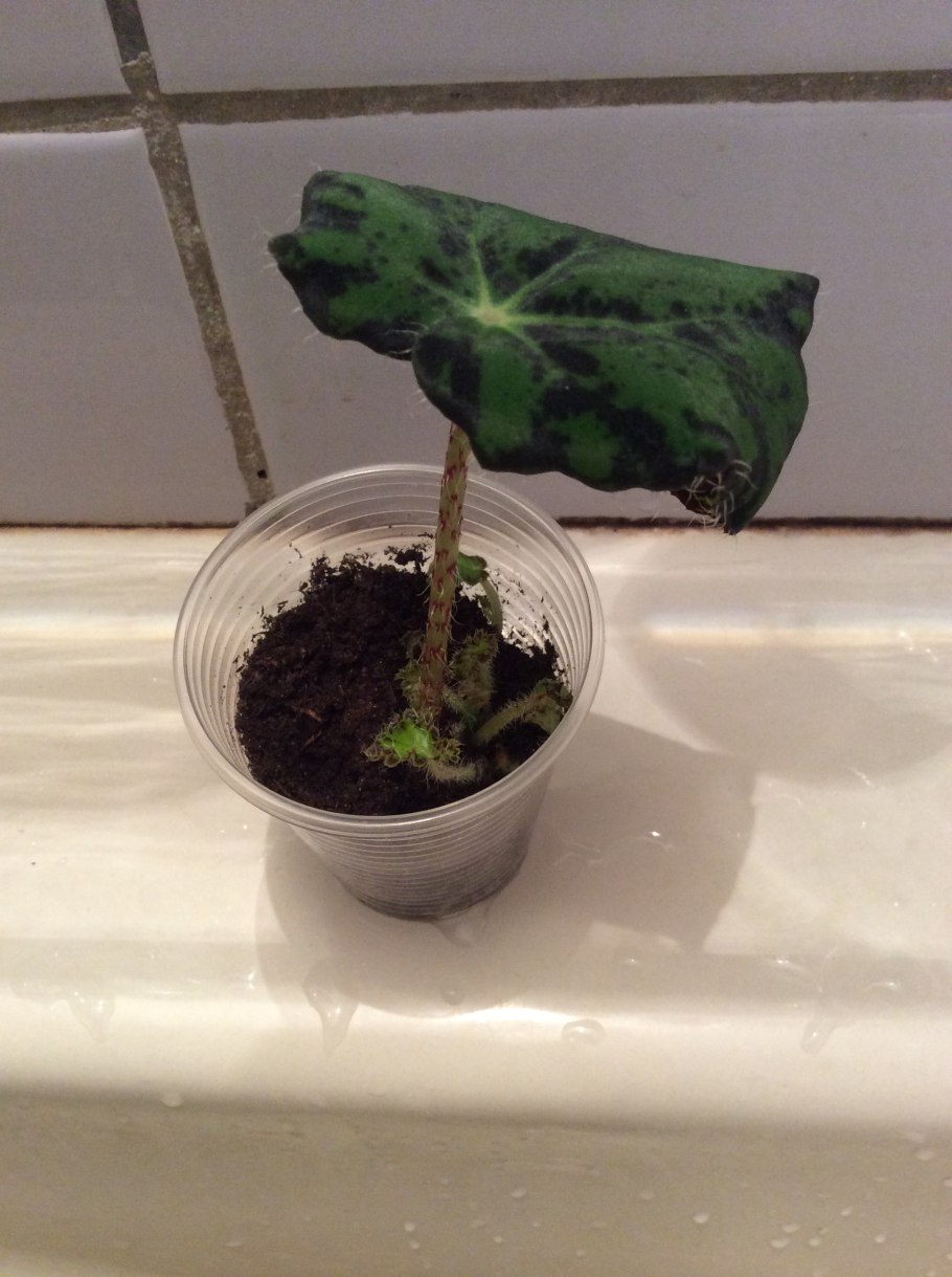 Бегония формула цветка