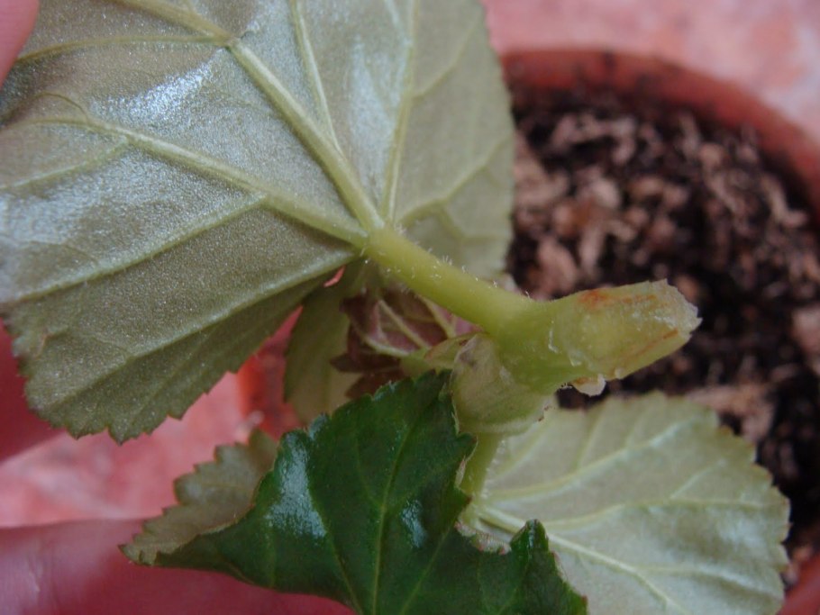 Бегония Клеопатра размнод