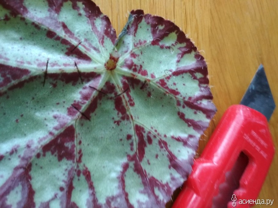 Бегония размножение