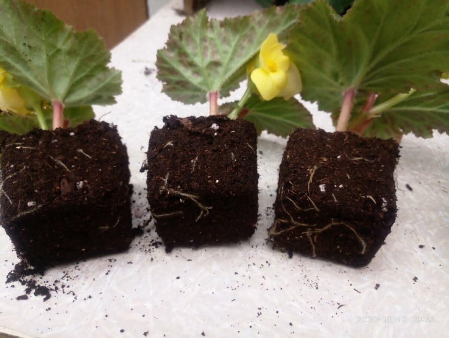 Бегония макулата размножение