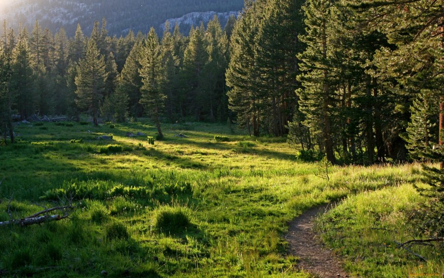 Природа лес