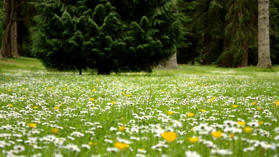 Поляна с цветами