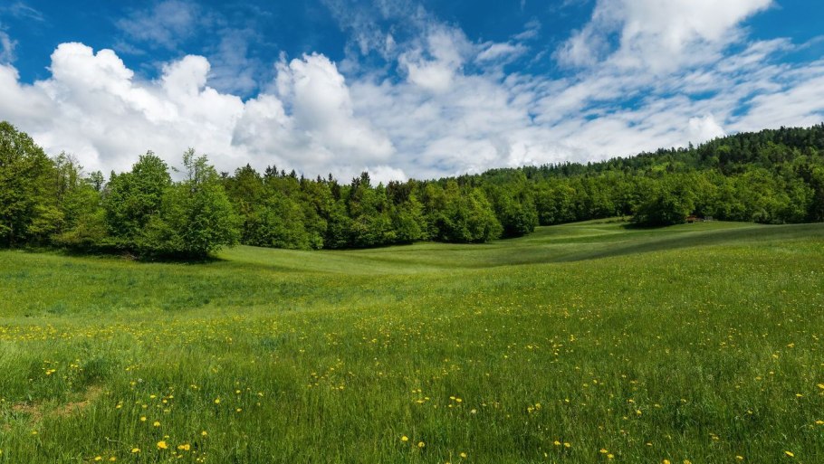 Беларусь Поляна равнинная