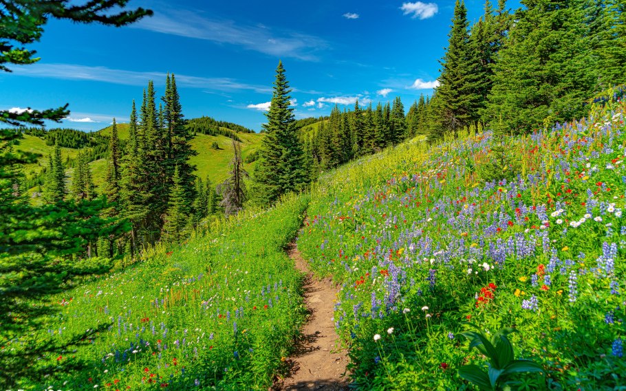 Поляна с тропинкой