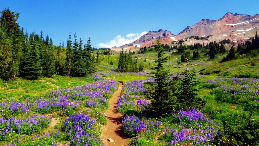 Цветущие горы тропа