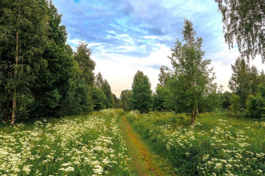Луг средней полосы России