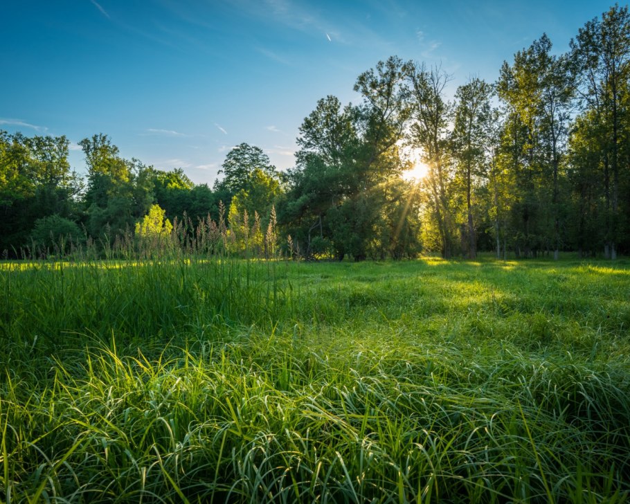 Опушка леса