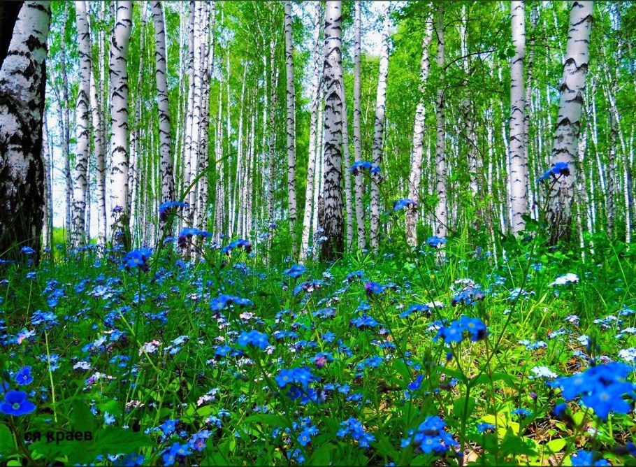 Березки Васильков