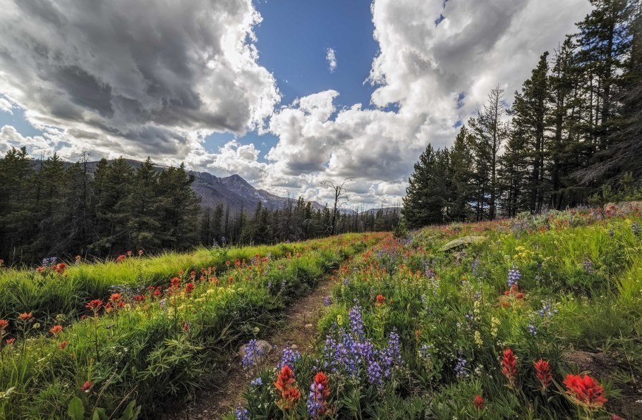 Тропа в поле