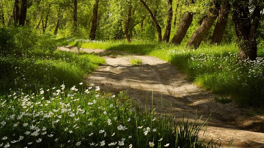 Тропинка на Поляне