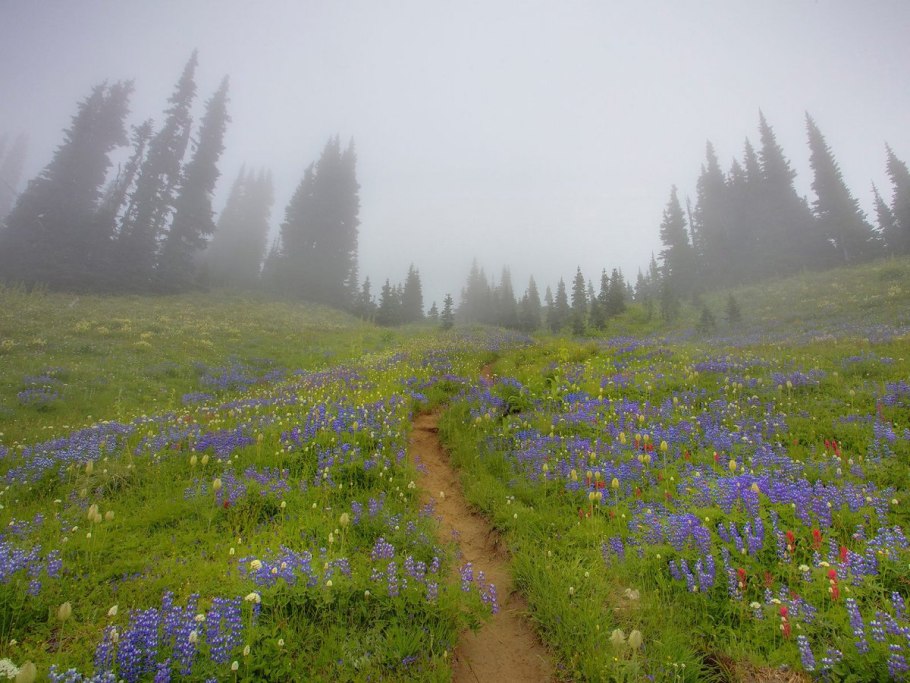 Росистая Поляна