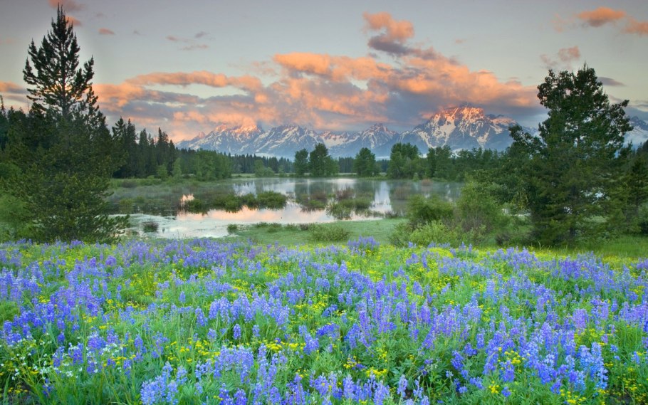 Цветущий луг Йеллоустоун