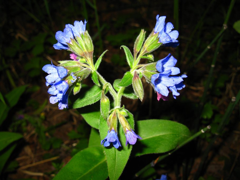 Pulmonaria mollis
