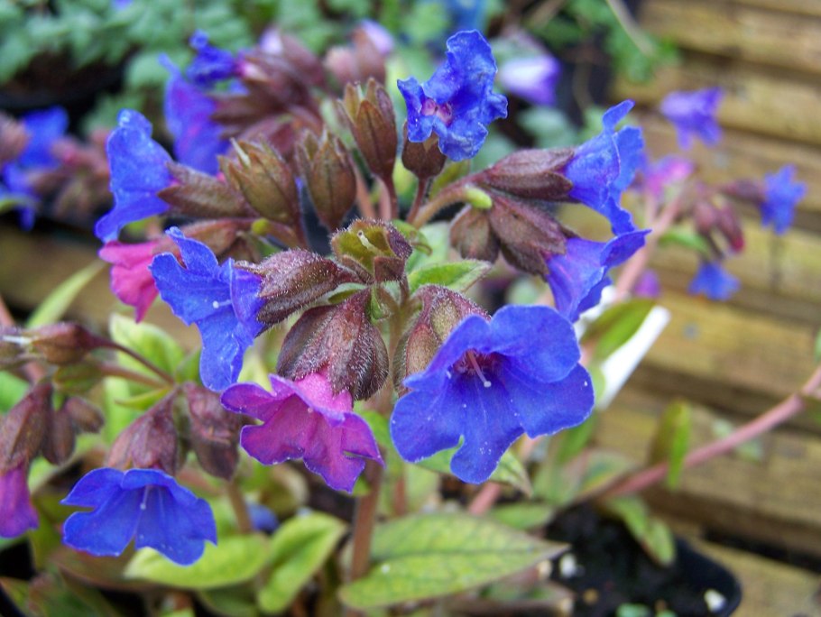 Медуница (Pulmonaria) Blue Ensign