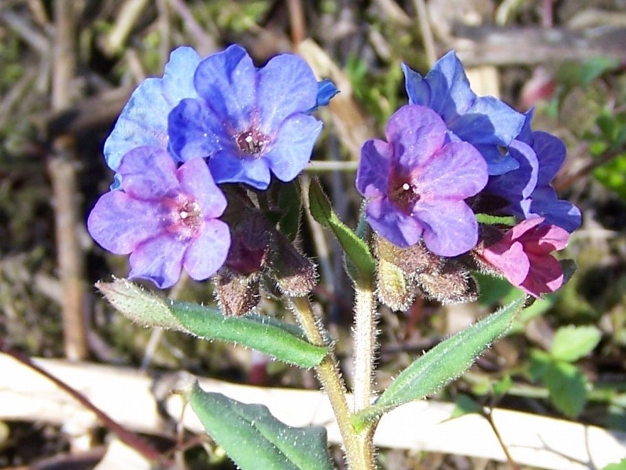 Медуница неясная Pulmonaria Obscura