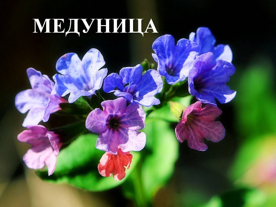 Медуница картина