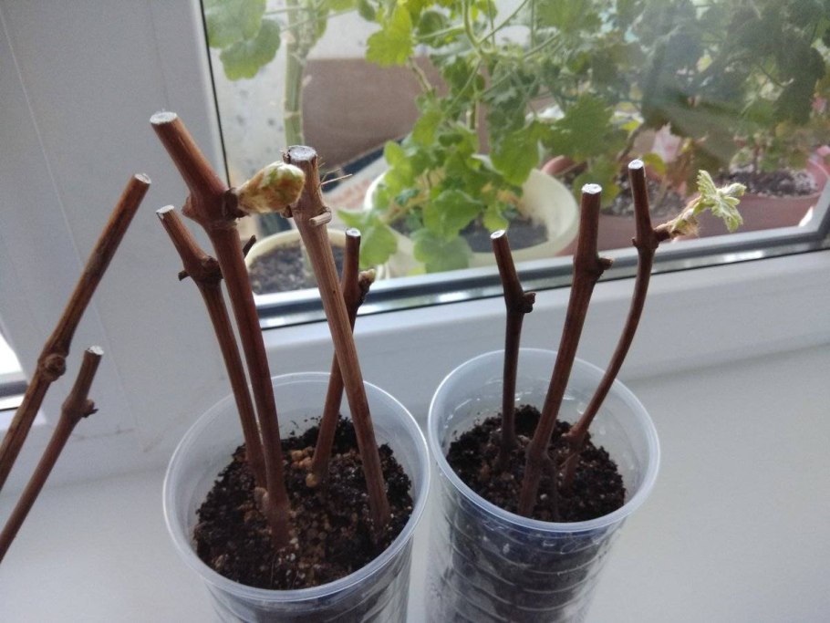 Укоренение винограда черенками
