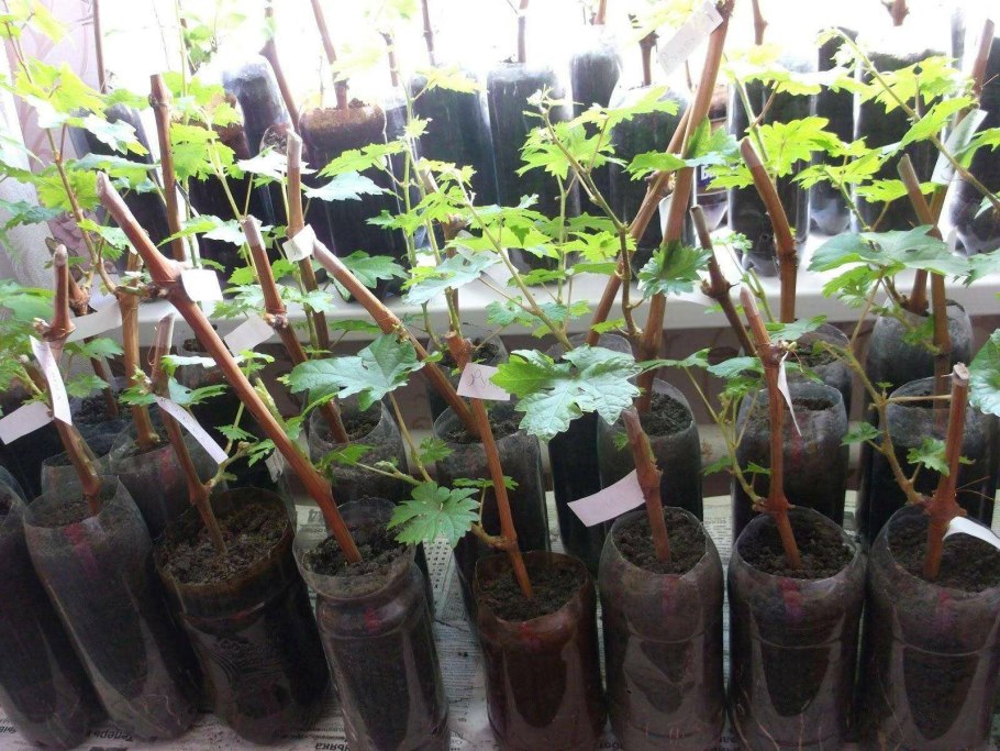 Черенки виноградной лозы