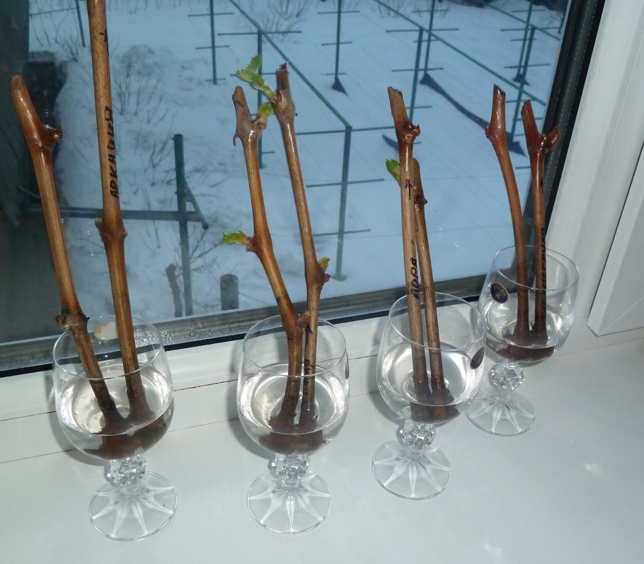 Саженцы виноград Овация