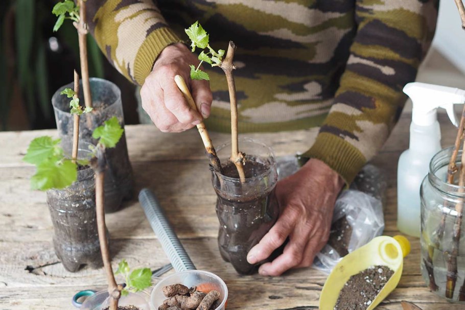Черенки виноградной лозы