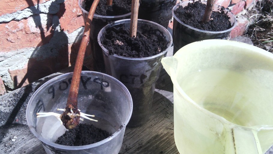 Посадка винограда лозой