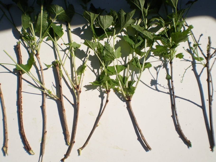 Размножение смородины одревесневшими черенками