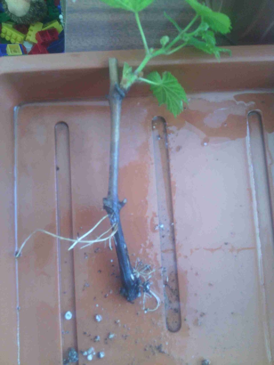 Размножение одревесневшими черенками