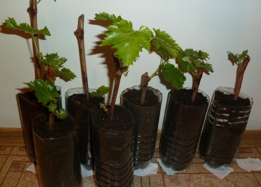 Прививка винограда