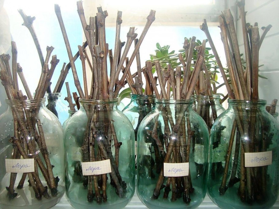 Укореняем черенки винограда