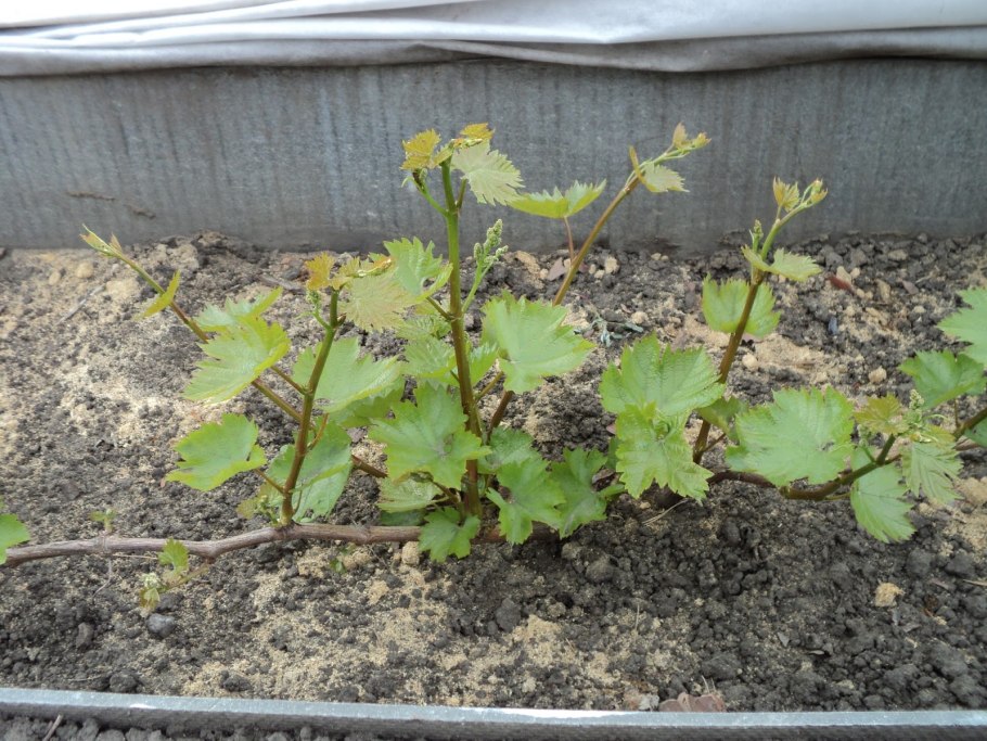 Этапы роста винограда