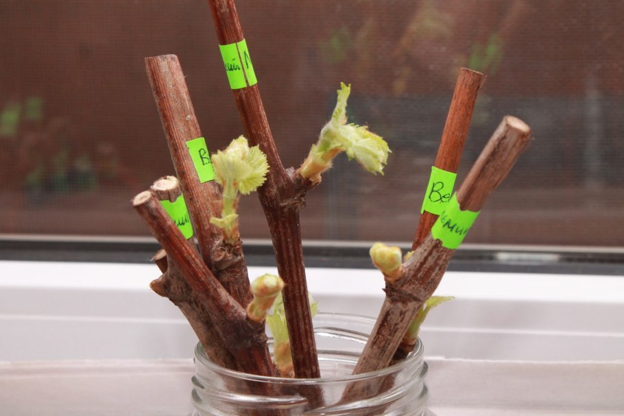 Укоренение черенков смородины весной