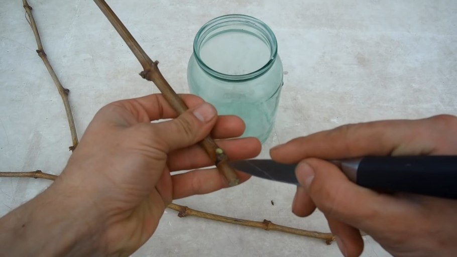 Черенки виноград Изабелла