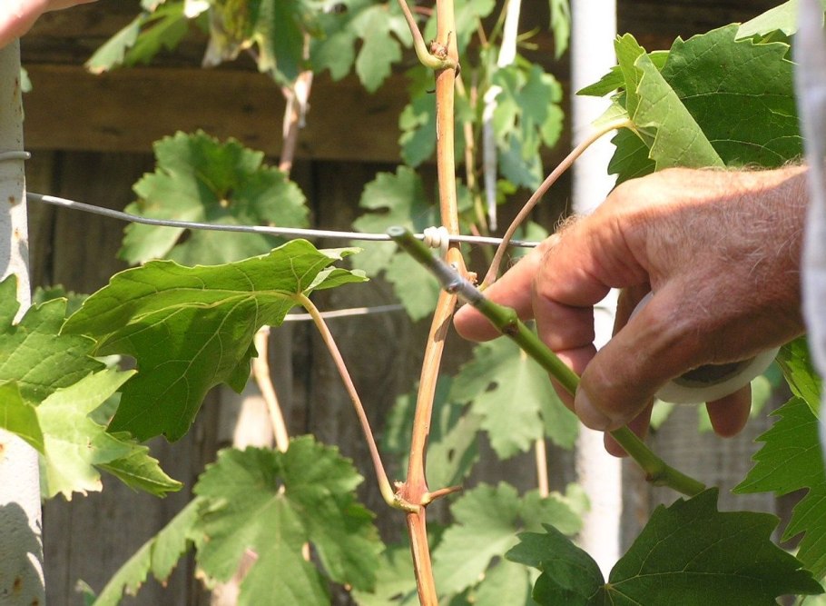 Укореняем черенки винограда