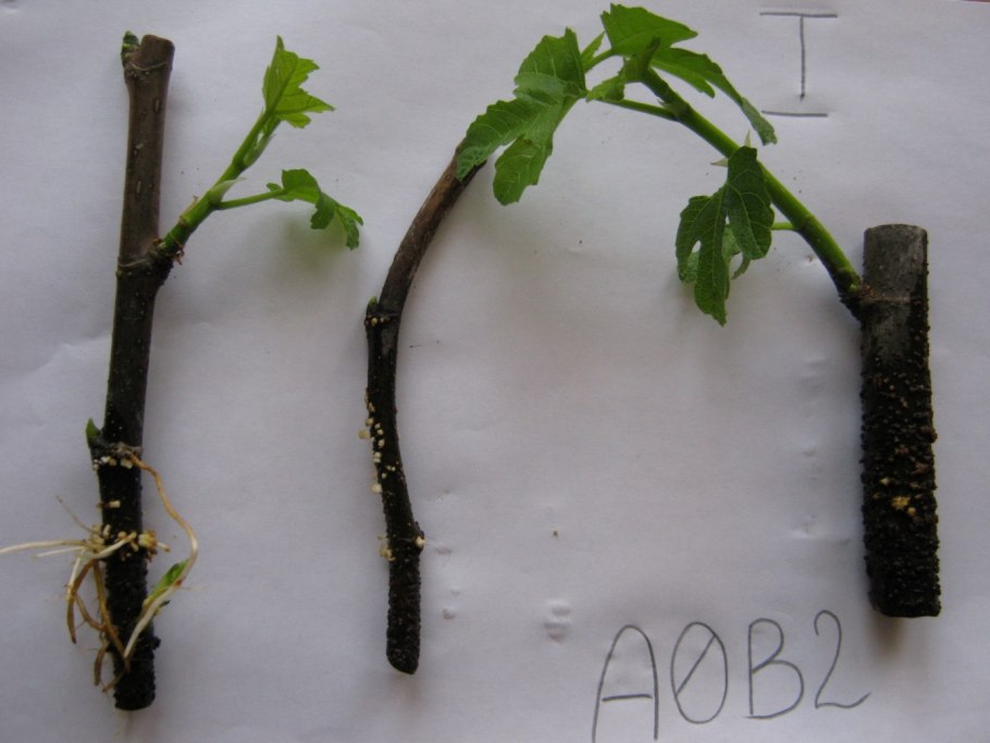 100 Укоренение черенков винограда