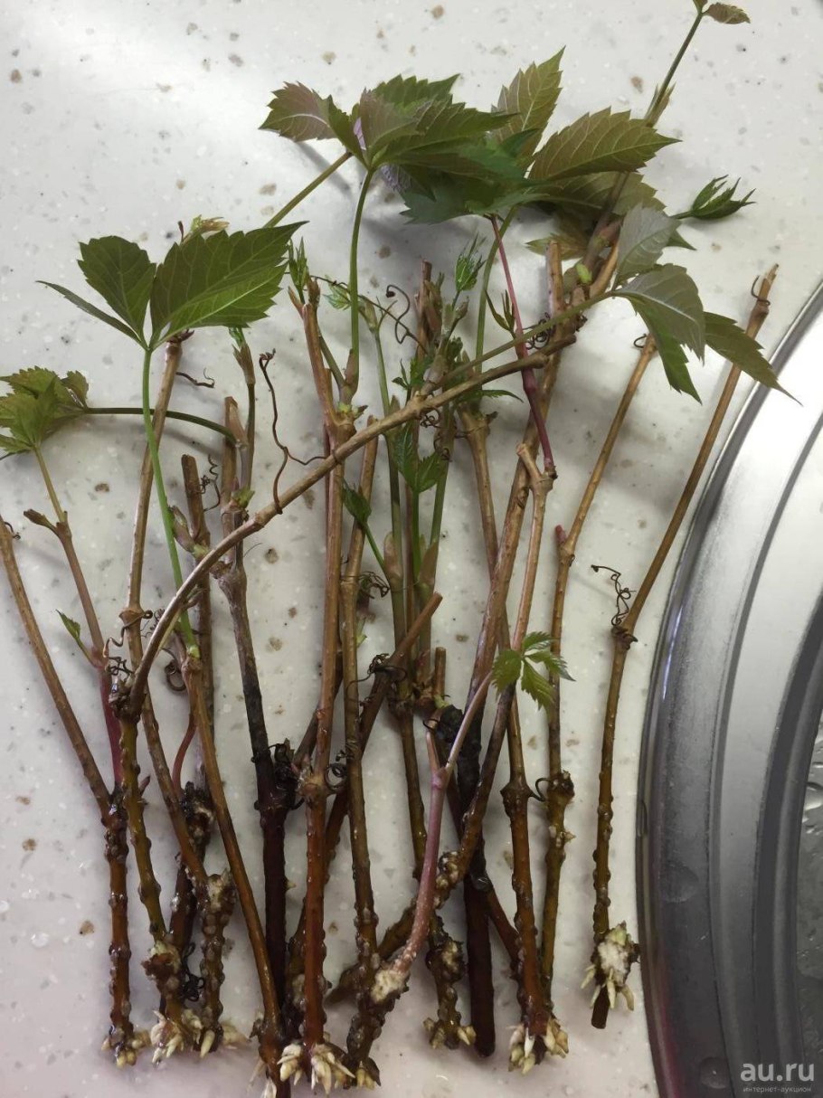 Укореняем черенки винограда