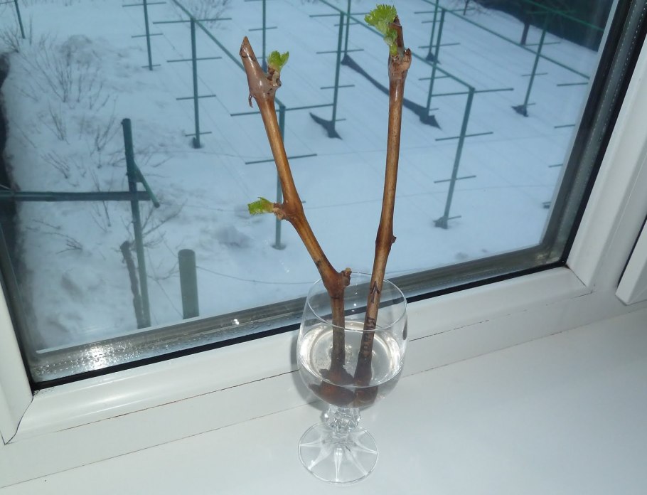 Как размножить виноград